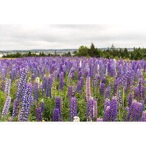 100 Lupine Seeds, Wild Newfoundland Lupine, 2023 New Seeds, Mixed Color